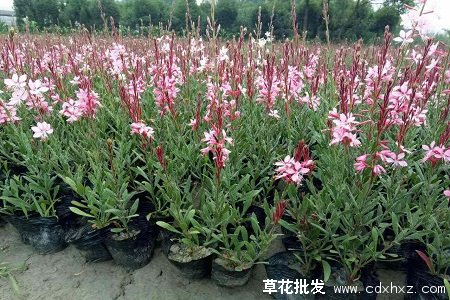 千鸟花什么时候开花？