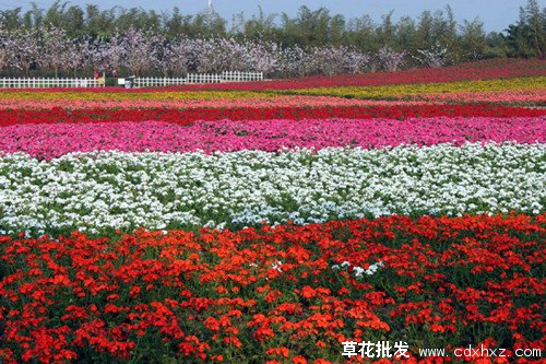 天竺葵图片基地实拍图