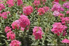 五色梅什么季节开花？