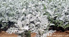 银叶菊什么季节开花？