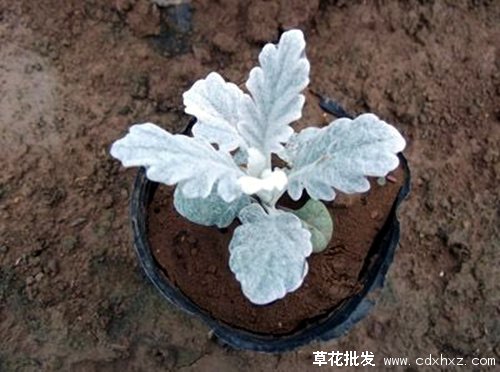 银叶菊适合几月份种植