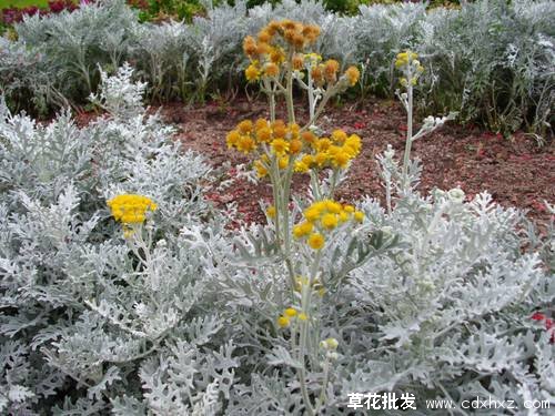 银叶菊适合几月份种植