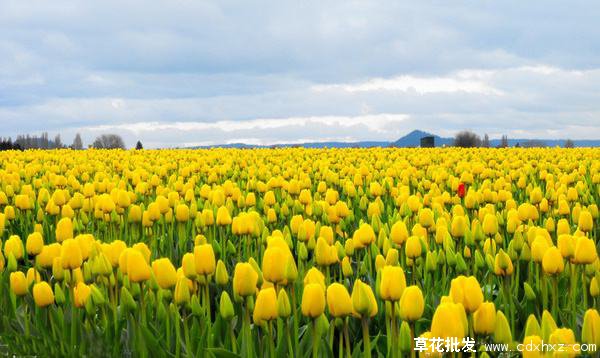 草花图片