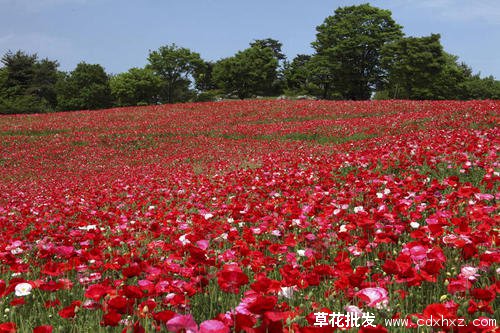 草花形成的美丽的花海