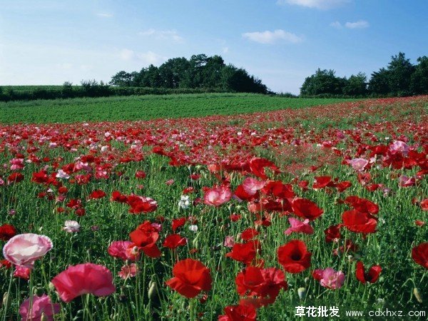 虞美人花图片