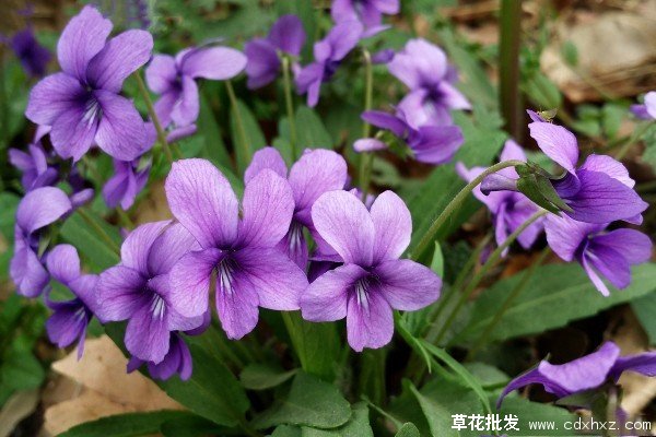 开蓝色花的紫花地丁