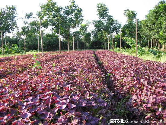 宿根花卉图片