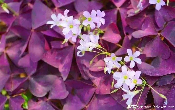 紫叶榨浆草图片