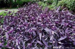 紫竹梅（紫叶草）的花是长什么样的？