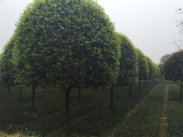 高杆桂花图片