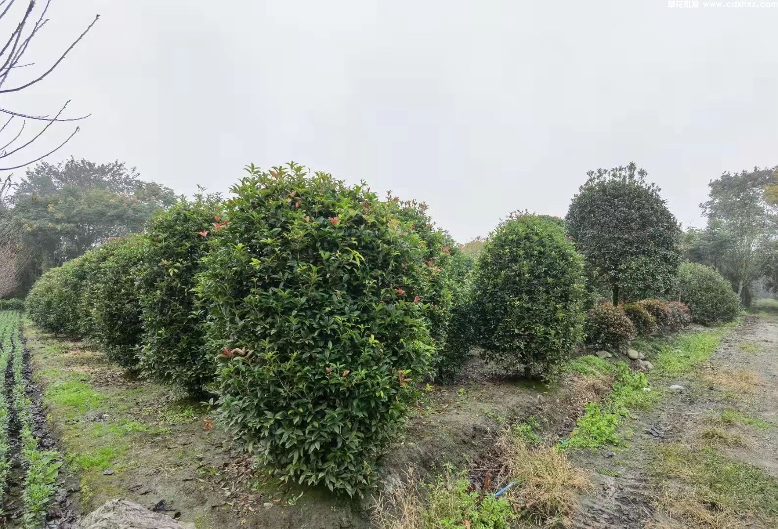 丛生桂花基地实拍图片