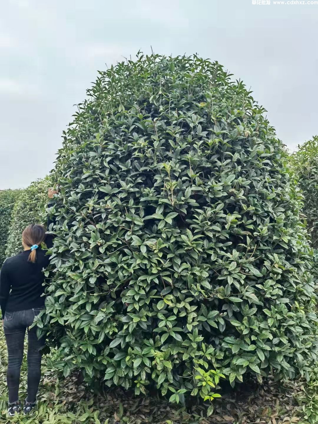 丛生桂花基地实拍图片