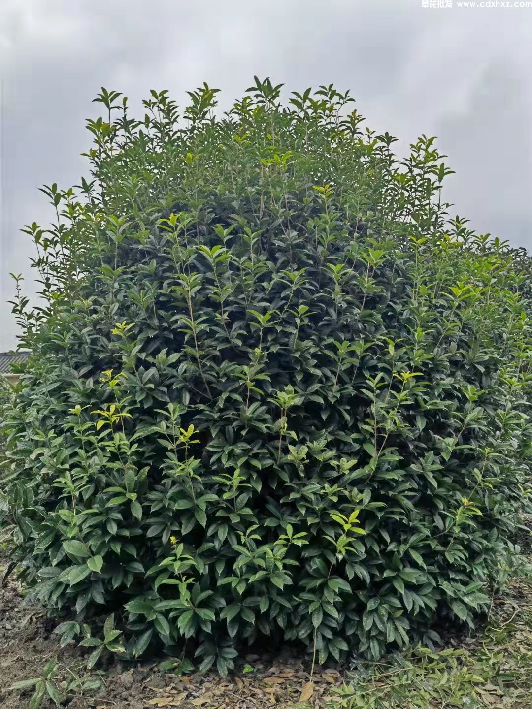 丛生桂花基地实拍图片