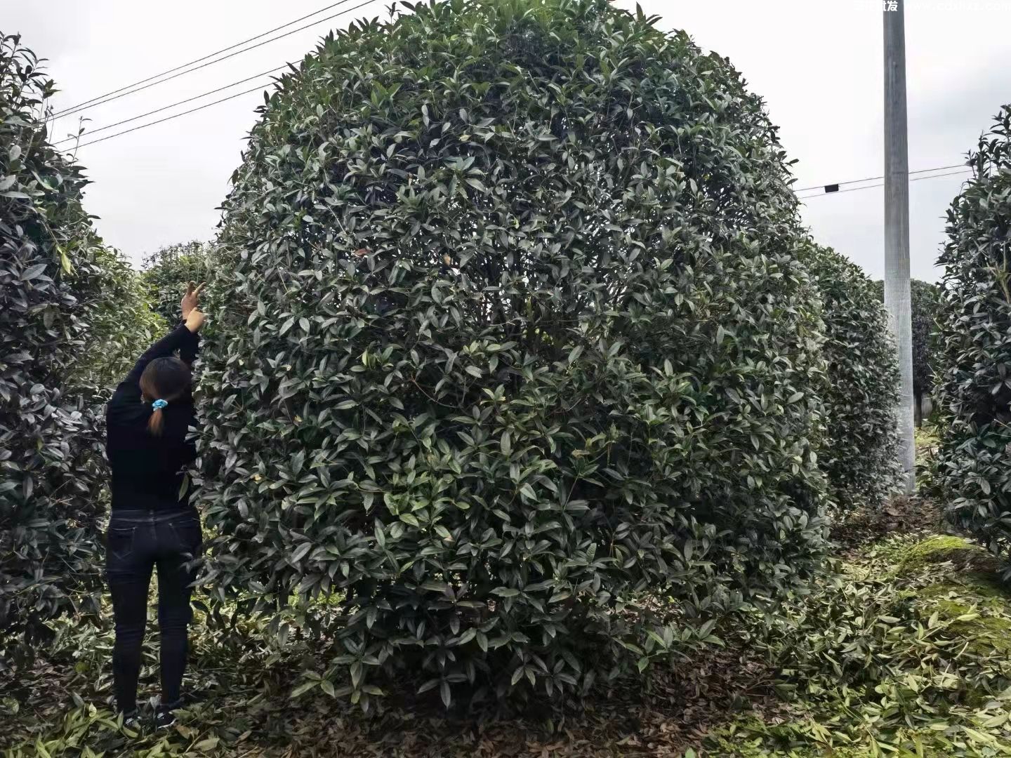 丛生桂花基地实拍图片