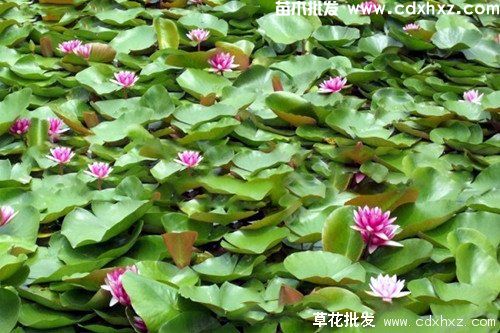 水生植物睡莲实拍图片