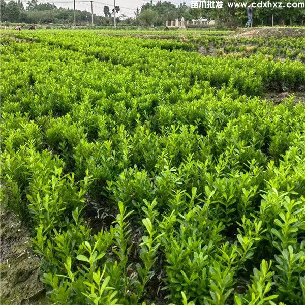 色块灌木一平米种植多少株？小苗高度10~35cm