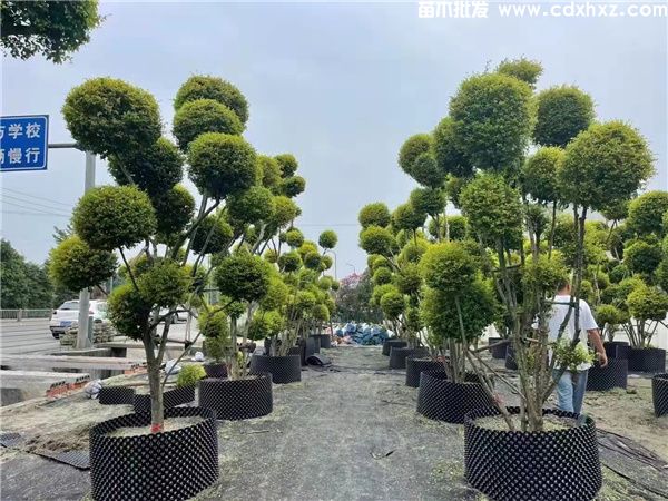 云南绿化工程苗木品种图片
