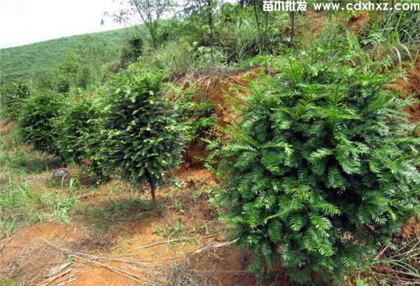 南方红豆杉基地实拍图片