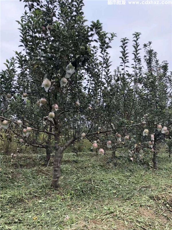 苹果树基地图片