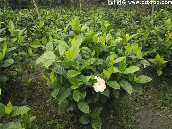 小叶栀子花工程苗基地大量批发了