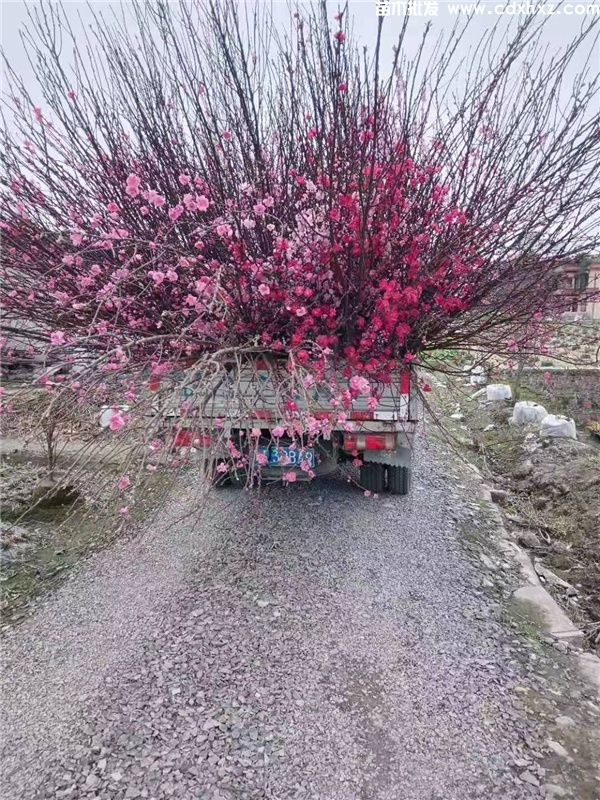 清新艳丽的碧桃-观花乔木的优势