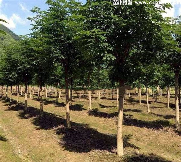 七叶树基地实拍图片