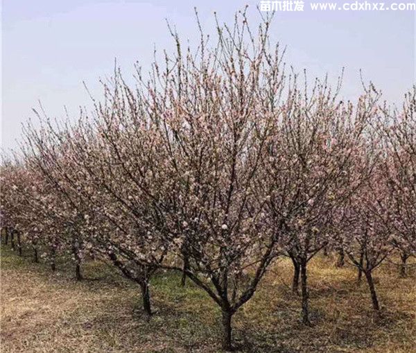 榆叶梅基地实拍图片