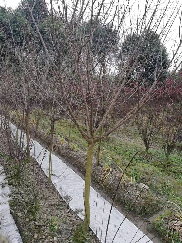 杏梅树基地实拍图片