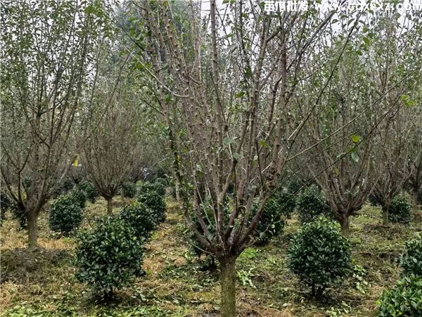 低分枝红梅基地实拍图片