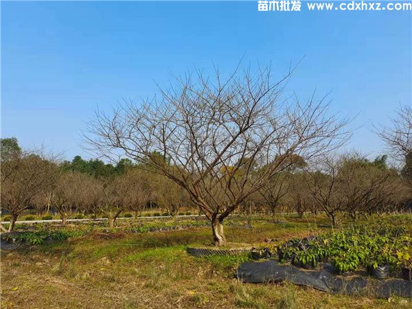 低分枝红梅基地实拍图片