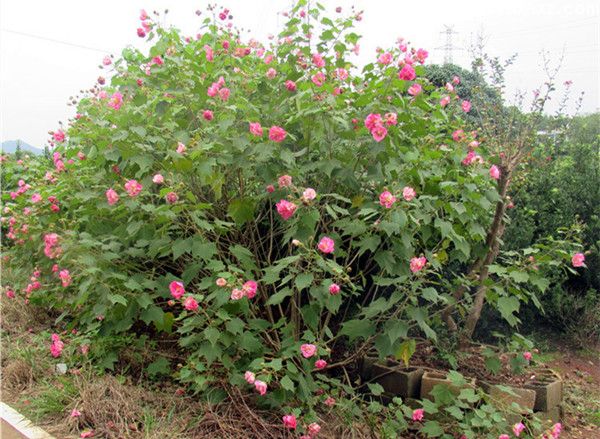 木芙蓉开花图片