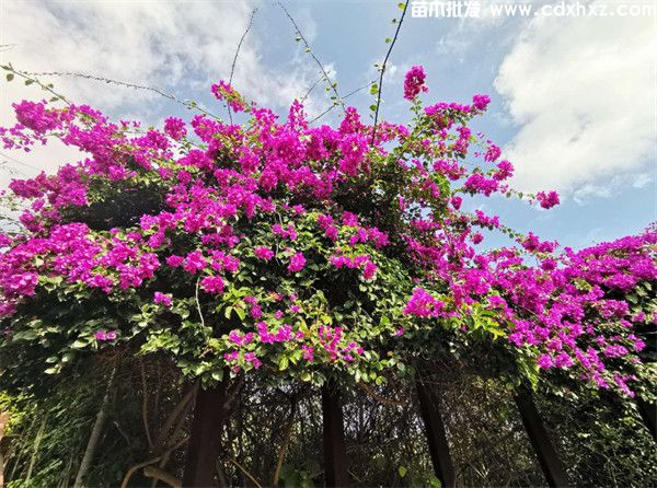 南方适合种的藤本花卉有哪些?