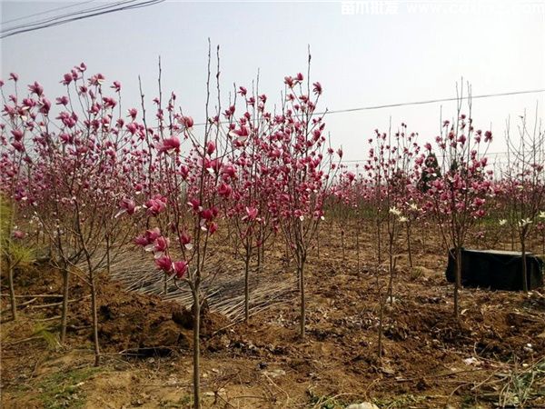 重庆玉兰基地直销广玉兰、黄玉兰、紫玉兰等