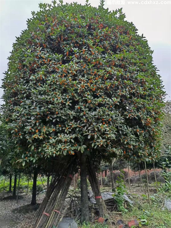 重庆桂花树种植基地哪里有？