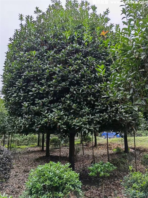 重庆桂花树种植基地哪里有？