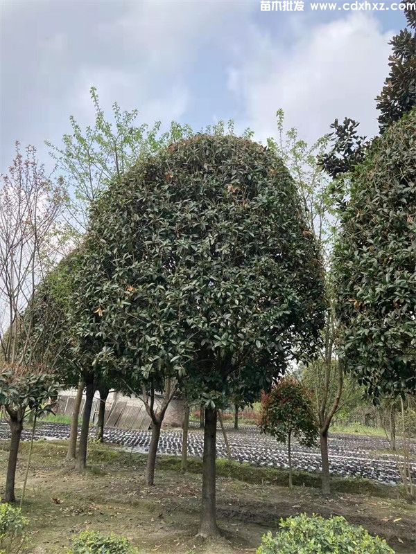 重庆桂花树种植基地哪里有？