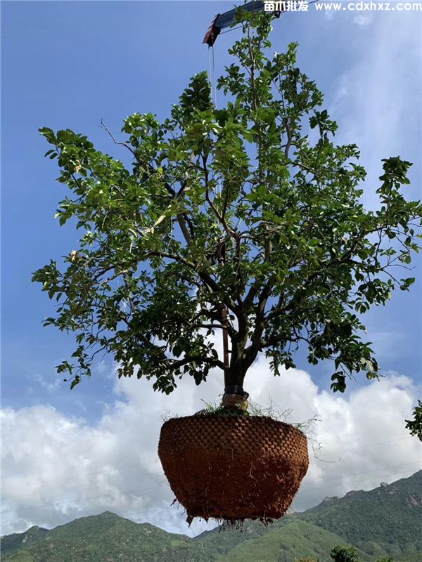 成都柚子树基地实拍图片