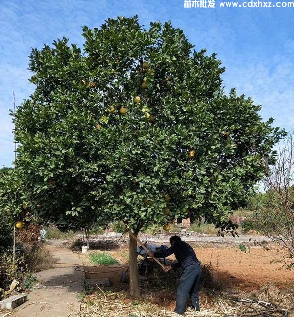 成都柚子树基地实拍图片