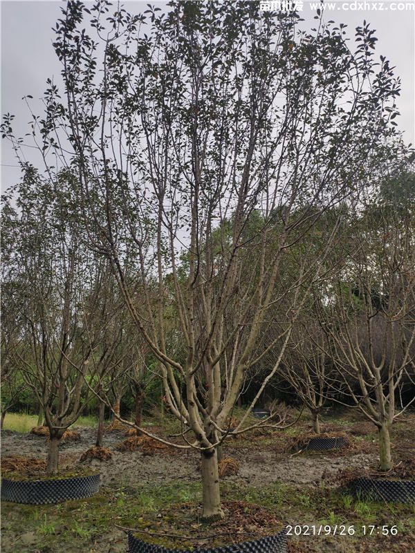 河北可以种植北美海棠吗？