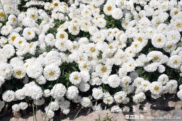重庆花卉基地哪里有？