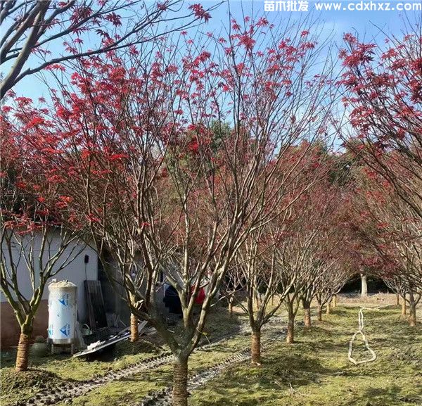 日本红枫和美国红枫哪个好?区别和特点简介