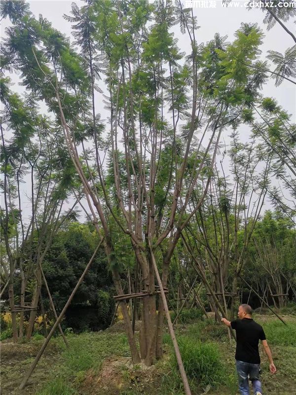 丛生蓝花楹图片