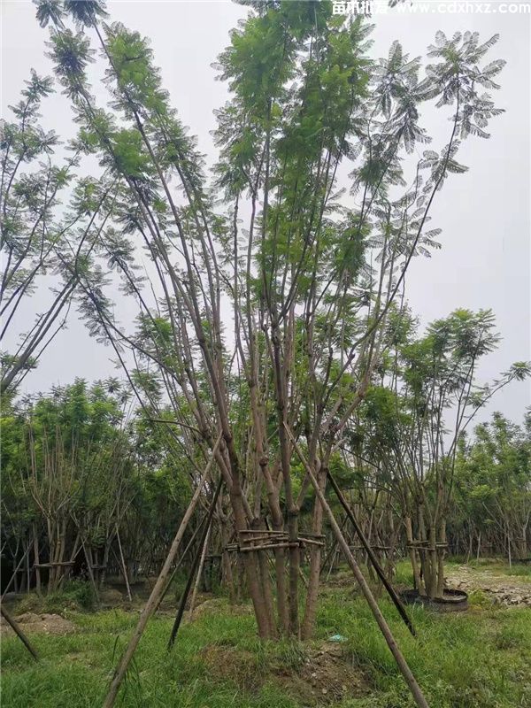 丛生蓝花楹图片