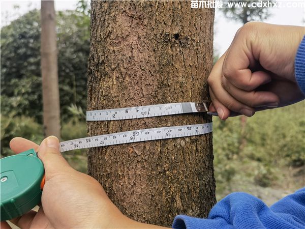 香樟树直径测量实拍图片