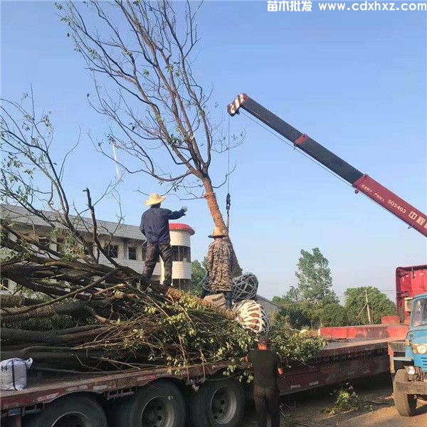 小叶香樟基地实拍图片