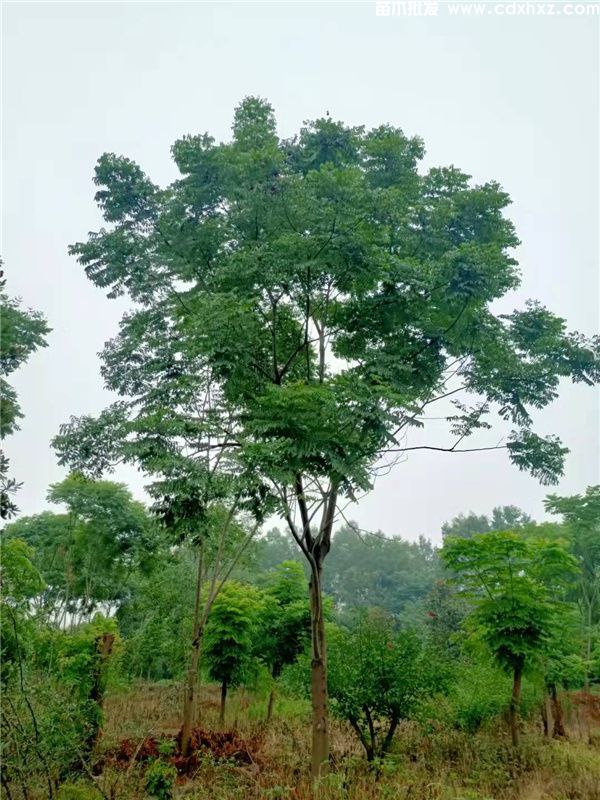 栾树基地实拍图片