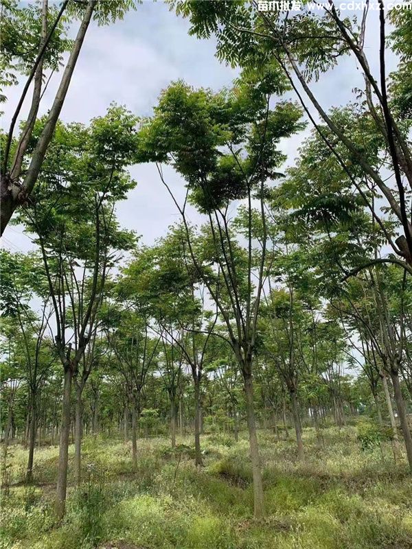 栾树基地实拍图片