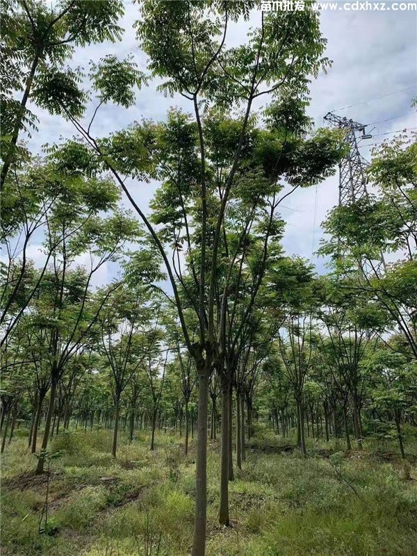 栾树基地实拍图片