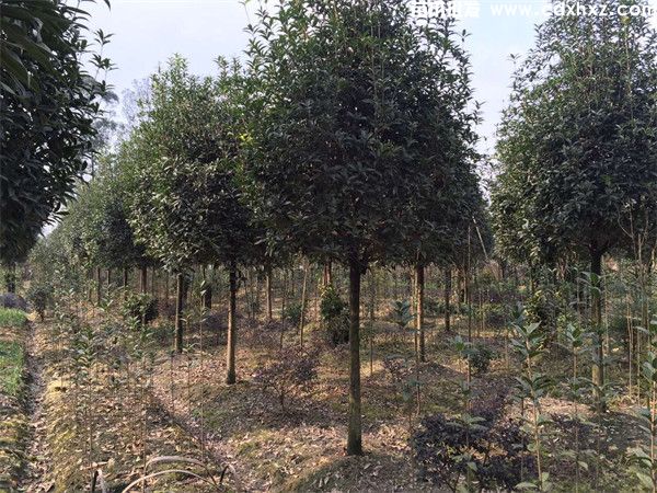 贵州哪里有桂花树卖？批发价格多少钱？