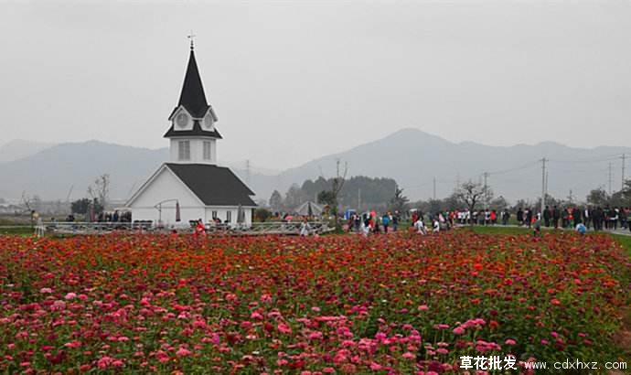 成都蔚蓝花海景区实拍图片